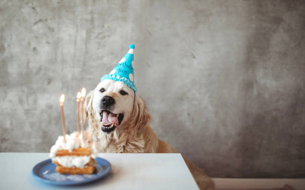 golden retriever świętuje urodziny z ciastem - party hat birthday celebration party zdjęcia i obrazy z banku zdjęć