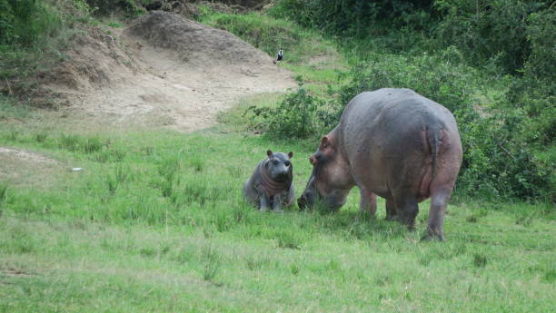 istock Hippopotamus and baby 1173718330