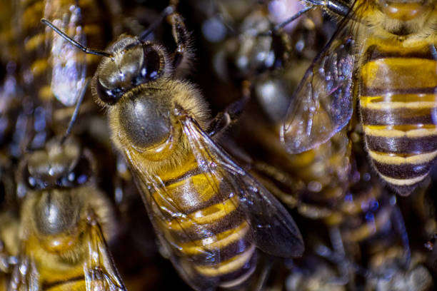 istock Bees close-up photo 1173720240