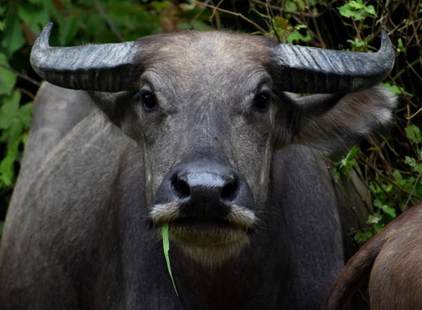istock Water buffalo staring directly at the camera 1173722046