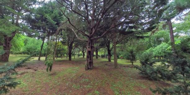 istock Arboretum in Korea 1173723469