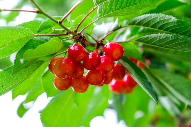 istock cherries on cherry tree brancherries on cherry tree branch, fresh ripe cherries, Red and sweet cherries on a branch in the gardch, fresh ripe cherries, Red and sweet cherries on a branch in the garden 1173724189