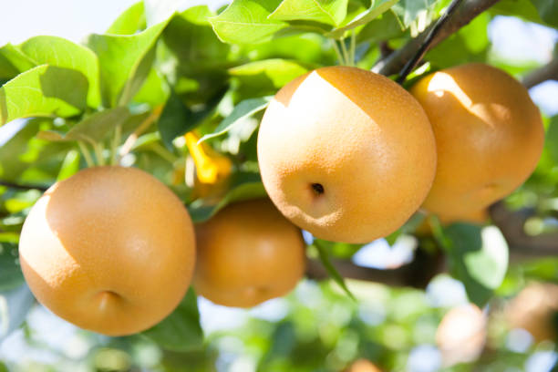 pears Japanese pears pear tree photos stock pictures, royalty-free photos & images