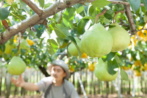 farmer picking pears