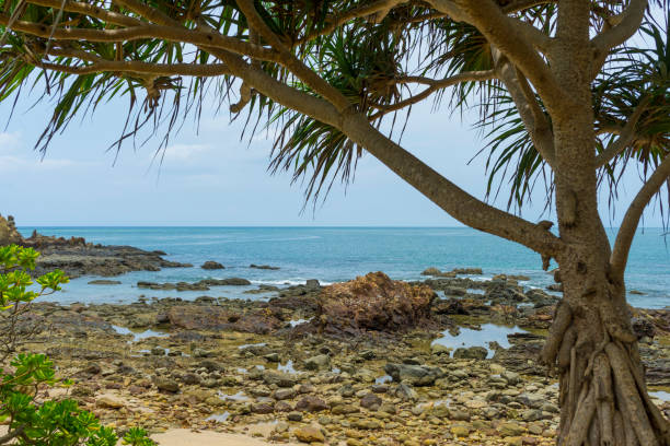 istock Dracaena loureiri tree grow by the sea 1173725921