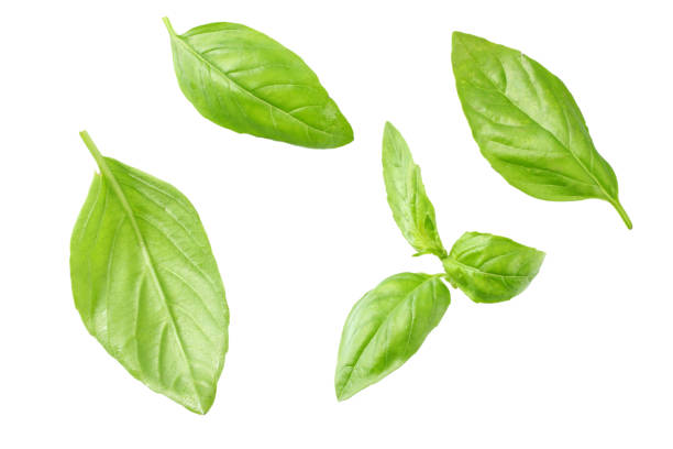 istock Basil leaves isolated on white background. Top view. Flat lay 1173728696
