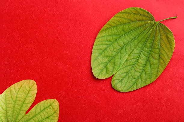 Dussehra greeting card using apta / Bauhinia racemosa