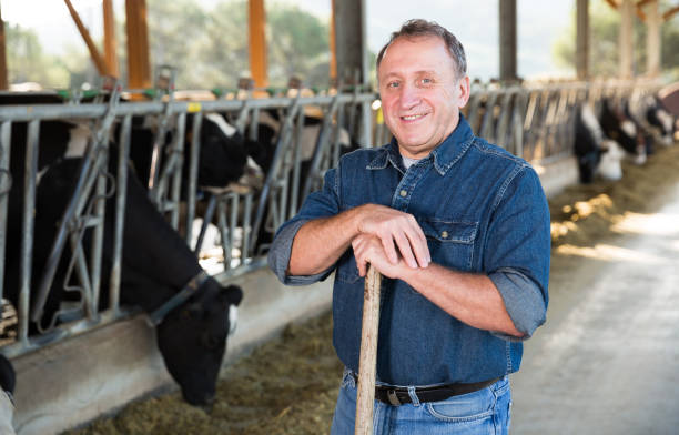 istock Smiling male farmer on cows farm 1173731628