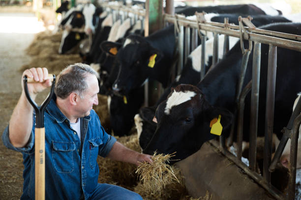 istock Male farmer who is feeding beasts 1173731658