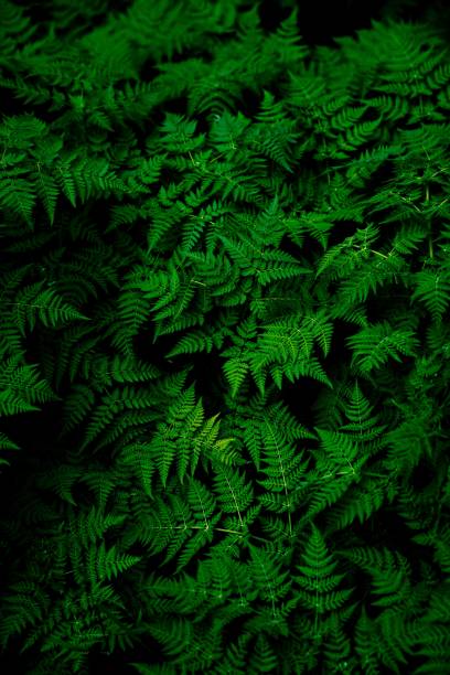 The green fern