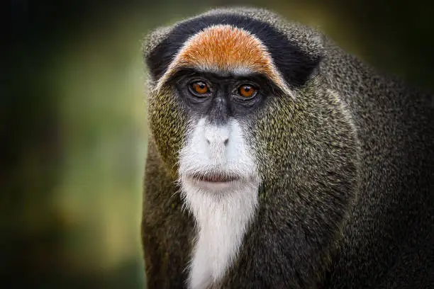 Portraits of primates, monkeys, tamarins, chimpanzees, orangutans, hamadryas, monkey, baboon.
