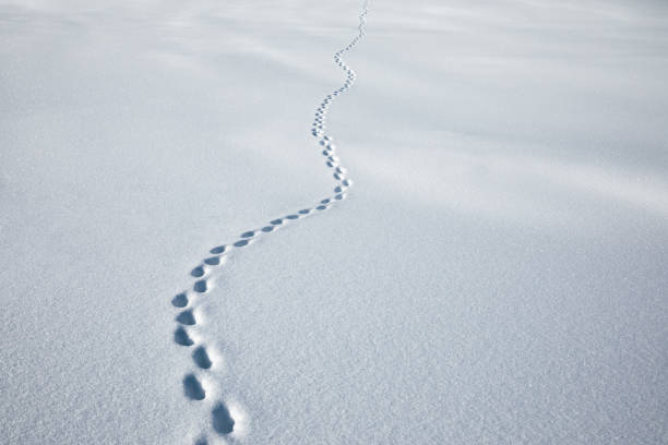 fußweg im neuschnee - winter cold footpath footprint stock-fotos und bilder