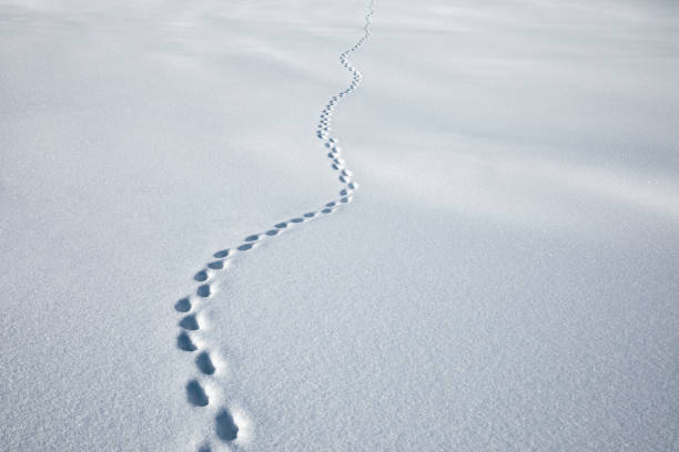 sentier dans la neige fraîche - winter cold footpath footprint photos et images de collection