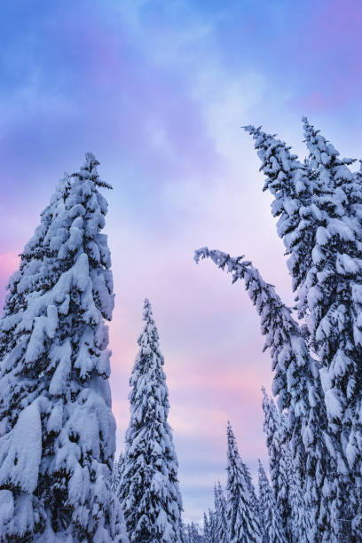 istock Snowcapped Trees At Sunrise 1173733629