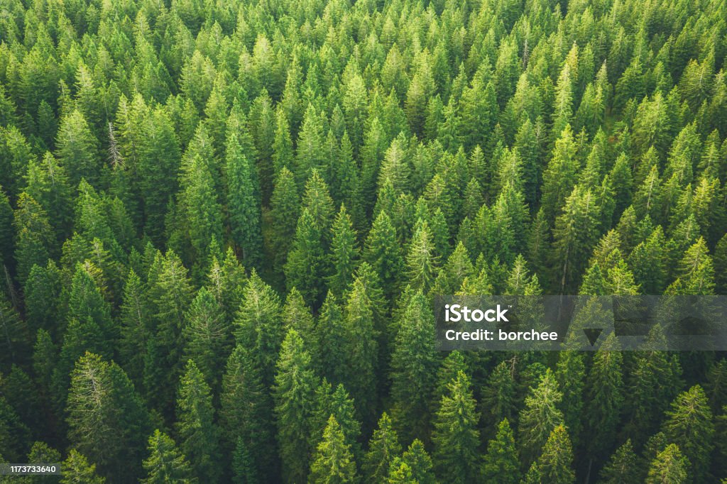 Grüner Wald - Lizenzfrei Wald Stock-Foto