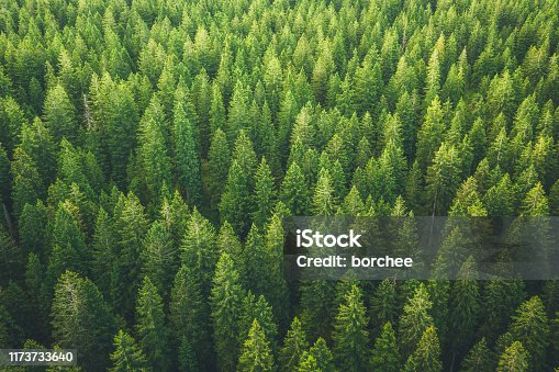 istock Green Forest 1173733640
