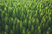 istock Green Forest 1173733640