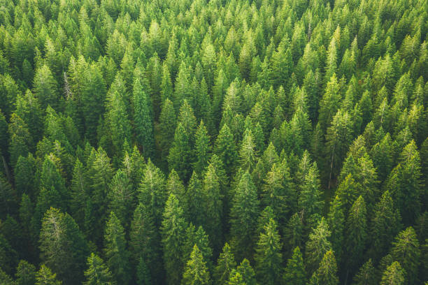 Green Forest Aerial view on green pine forest. forest photos stock pictures, royalty-free photos & images