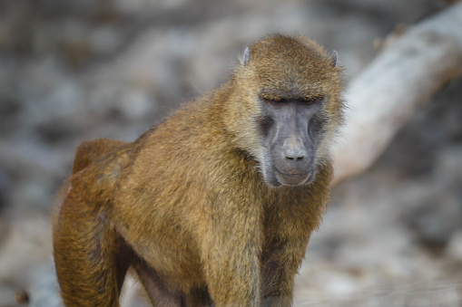 Portraits of primates, monkeys, tamarins, chimpanzees, orangutans, hamadryas, monkey, baboon.