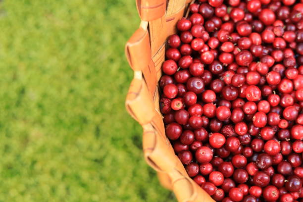 istock Autumn background with red berries and grass. Berries in a basket 1173733770