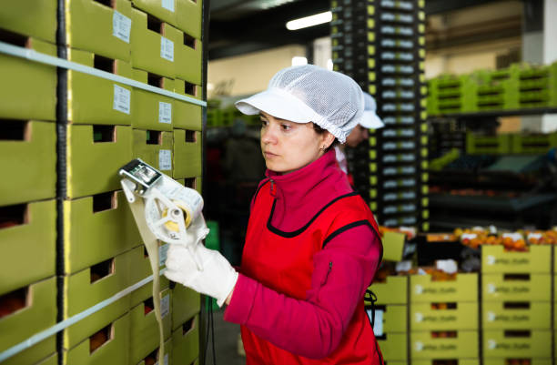 istock worker in uniform stickering barcodes on boxes of apricots 1173733920