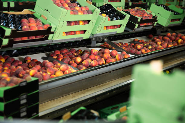 View of peaches on industrial fruit sorting line View of peaches on industrial fruit sorting line in packing plant sorter machine stock pictures, royalty-free photos & images