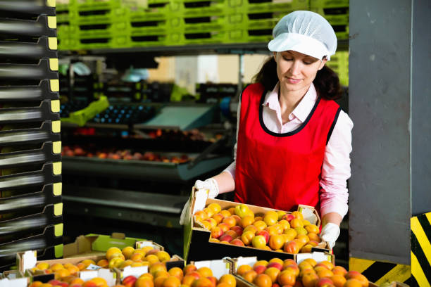 istock Smiling workwoman engaged on fruit sorting line, carrying plastic box with apricots in storage 1173733936