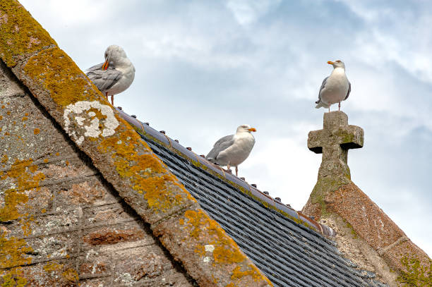 istock Seagulls on a church roof. 1173735033