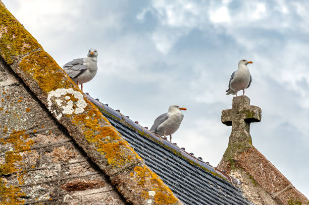 istock Seagulls on a church roof. 1173735049