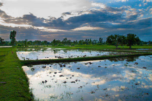 istock The rice fields have a sky background with the sun set. 1173735141