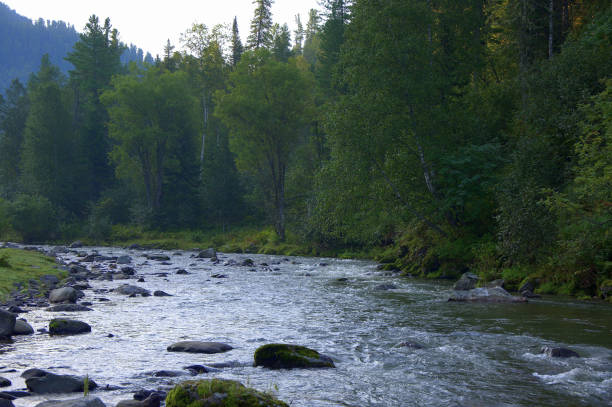 istock A shallow mountain river flowing through a coniferous forest. 1173735312