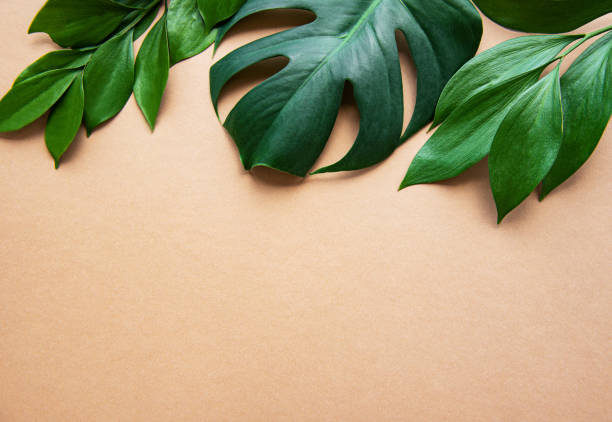 istock Tropical leaves and monstera leaf 1173735388