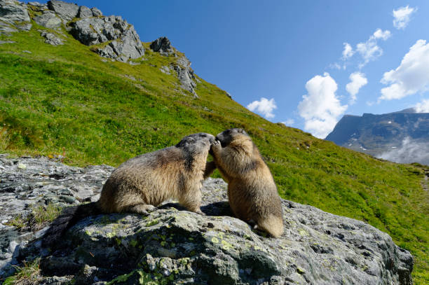 アルパイン・マーモット (マルモタ・マルモタ) - marmot ストックフォトと画像