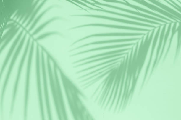 istock Tropical palm leaves shadows on mint color textured wall background. 1173736348