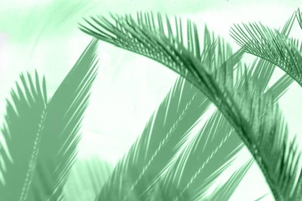 istock Tropical palm leaves shadows on mint color textured wall background. 1173736402