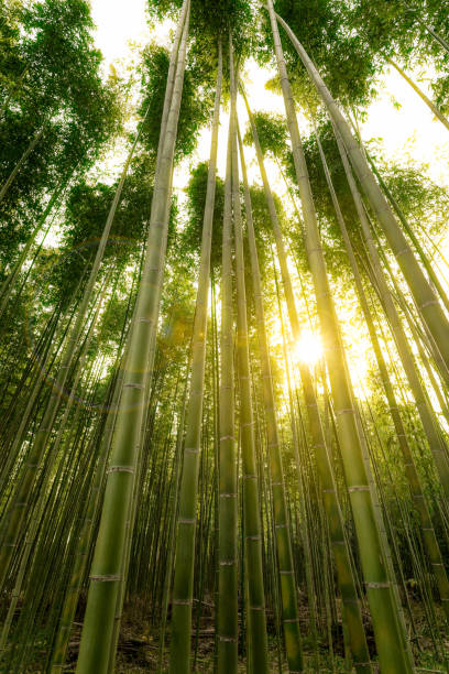 bamboo grove - tree bamboo tall japanese culture fotografías e imágenes de stock