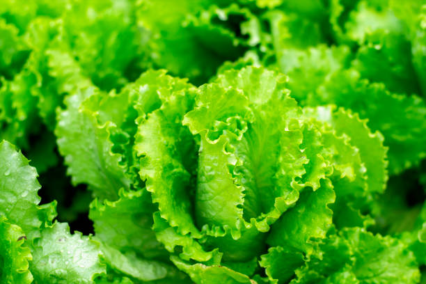 istock Lettuce salad leaf background. Fresh batavia salad. Top view whole lettuce leaf growth on organic farm ground bed. Young green lettuce crop in garden soil for spring leaf salad. Raw vegetarian lettuce 1173738716