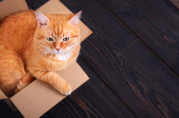 istock Red cat sitting in a cardboard box on a wooden background, studio. 1173740144