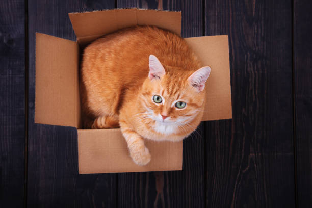 istock Red cat sitting in a cardboard box on a wooden background, studio. 1173740146