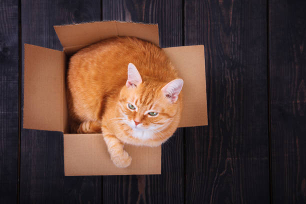 istock Red cat sitting in a cardboard box on a wooden background, studio. 1173740147