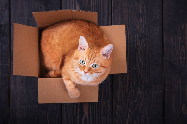 istock Red cat sitting in a cardboard box on a wooden background, studio. 1173740148