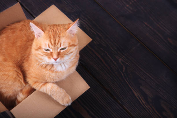 istock Red cat sitting in a cardboard box on a wooden background, studio. 1173740150