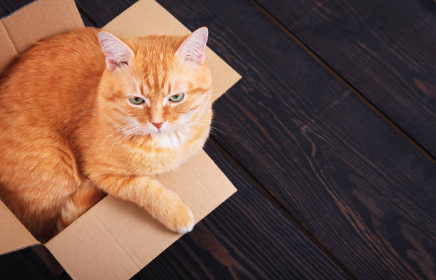 istock Red cat sitting in a cardboard box on a wooden background, studio. 1173740151