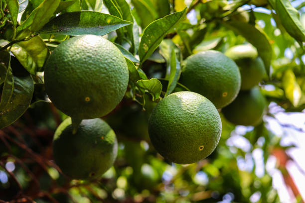 istock Green lime fruit on the tree. Source of vitamin C. 1173743835