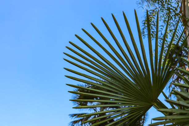 istock Beautiful palm leaf against the sky. one-tone blue sky. clear sky 1173743867