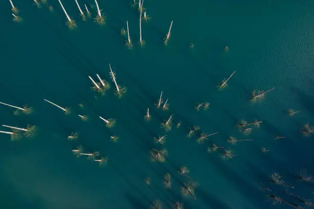 Photo of Aerial footage of Kaindy lake and sunken forest in Kazakhstan