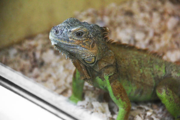 Large lizard close up. Lacertilia