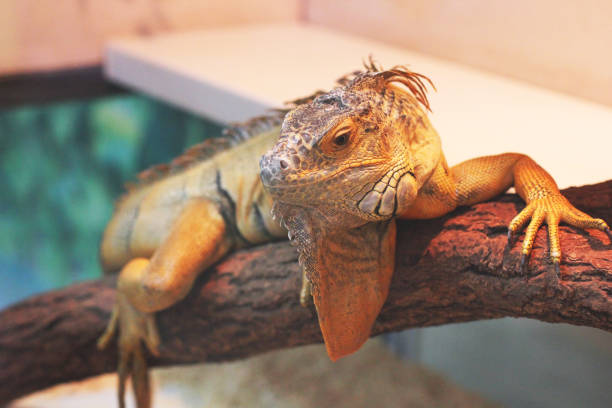 Large lizard close up. Lacertilia