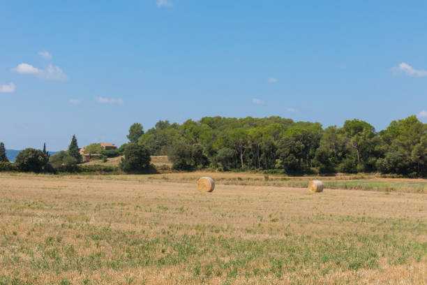 istock Polish countryside, harvested fields, haystacks. 1173747106