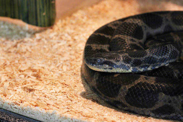 istock Snake in the terrarium 1173747176